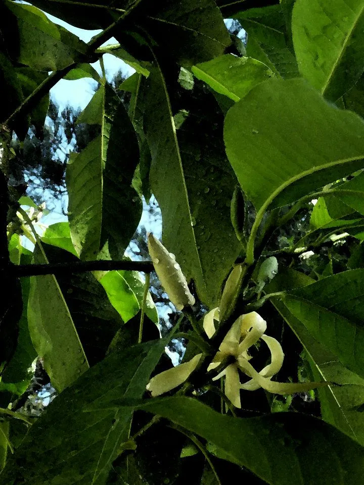 "It's foggy this morning"