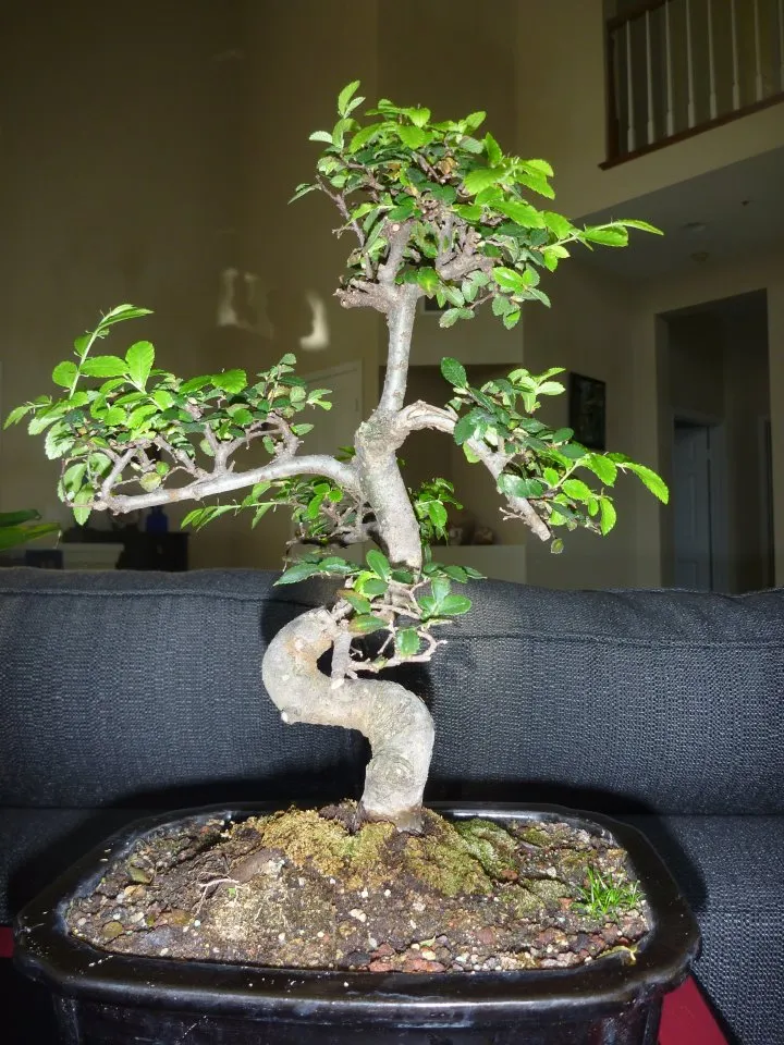 The Bonsai